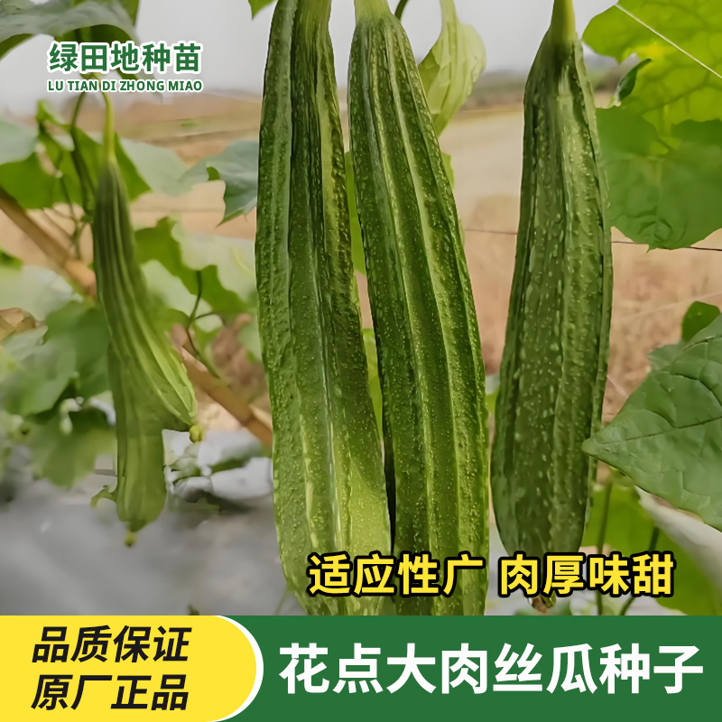 广东花点大肉棱角丝瓜种子