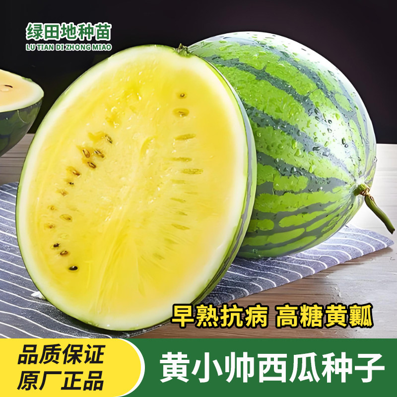 黄小帅西瓜种子西瓜种籽