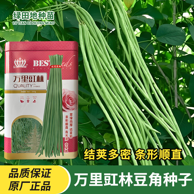 信研万里豇林豆角种子