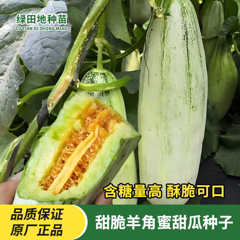 羊角蜜甜瓜种子水果种孑