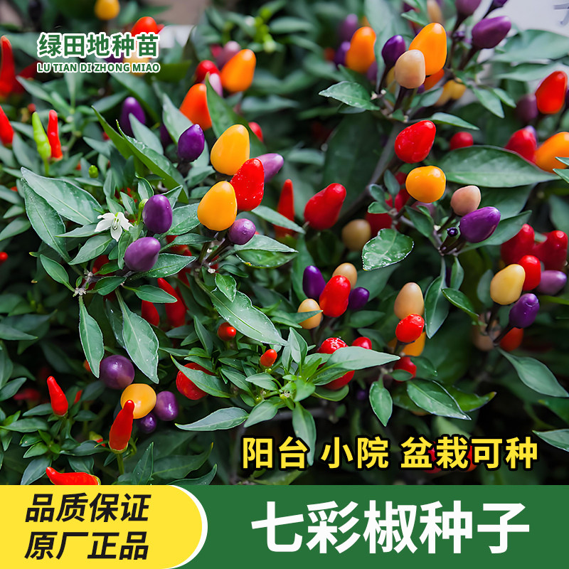 七彩椒种子五彩椒辣椒种子