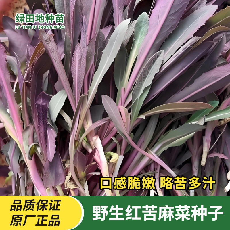 红苦麻菜种子野生曲麻菜