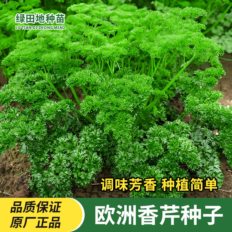 欧洲香芹种子香草种籽