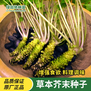 芥末种子驱寒绿辣根山秋葵种籽四季播种阳台庭院盆栽调味蔬菜种子