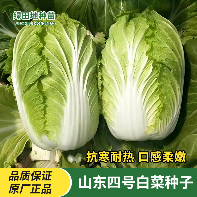 山东四号大白菜种子蔬菜种子