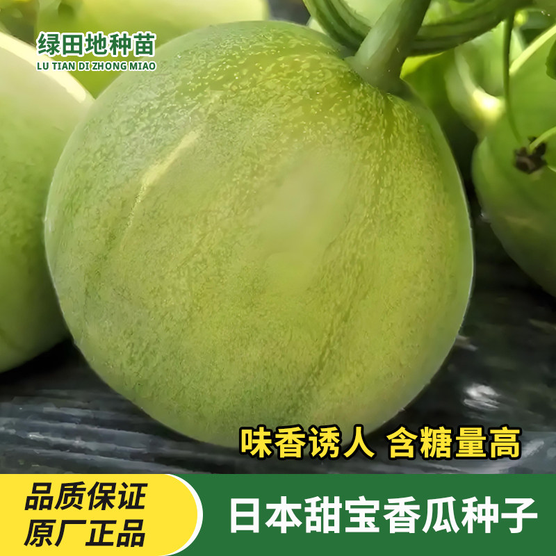 美味日本甜宝香瓜种子