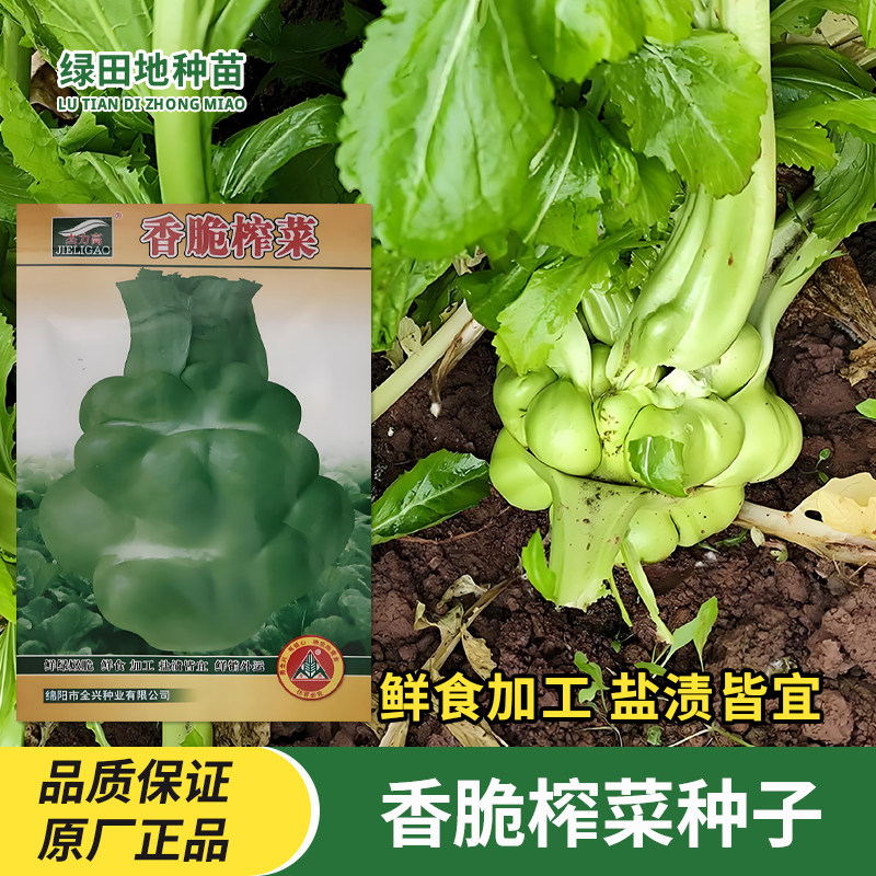 杰力高香脆榨菜种子芥菜种籽