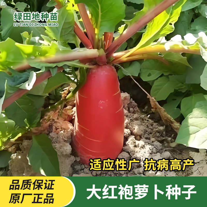 大红袍萝卜种子大红萝卜种籽