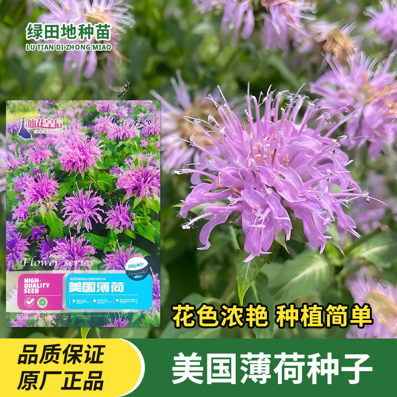 美国薄荷种子留兰香庭院阳台盆栽四季易种驱蚊虫花籽香草花卉种子
