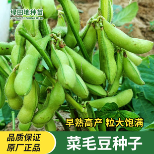 绿宝石毛豆种子中晚熟大粒青毛豆非豆子春季秋季家庭田园蔬菜种子