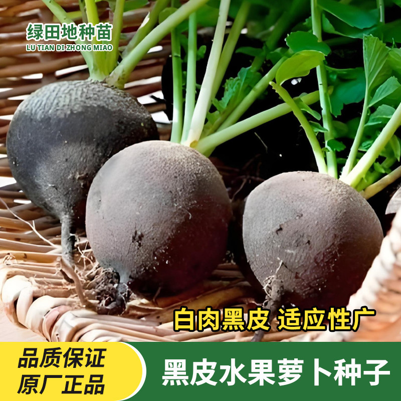 黑皮水果萝卜蔬菜种子