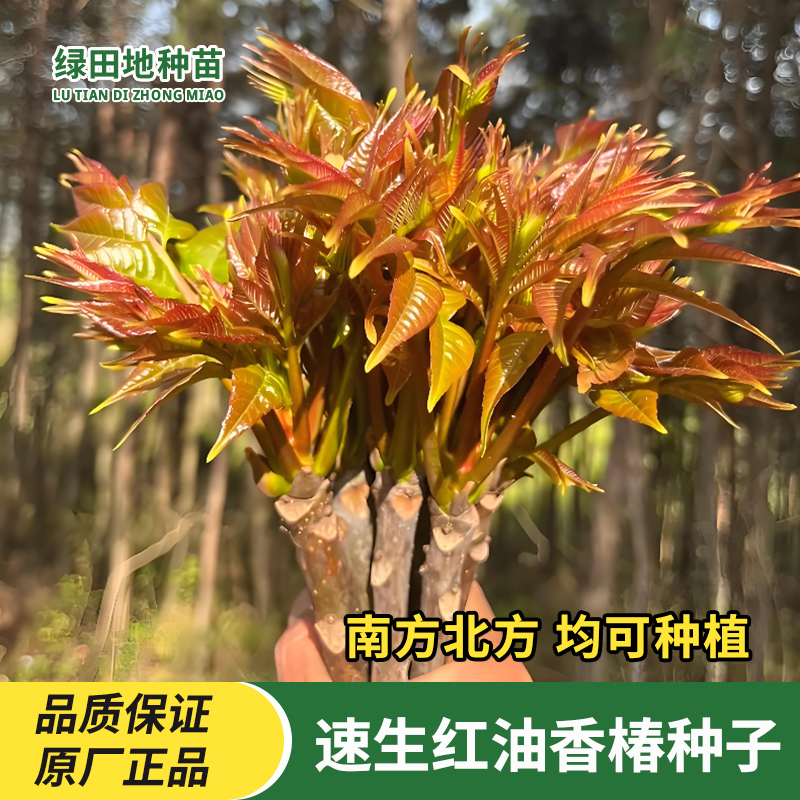 速生红油香椿种子蔬菜种子