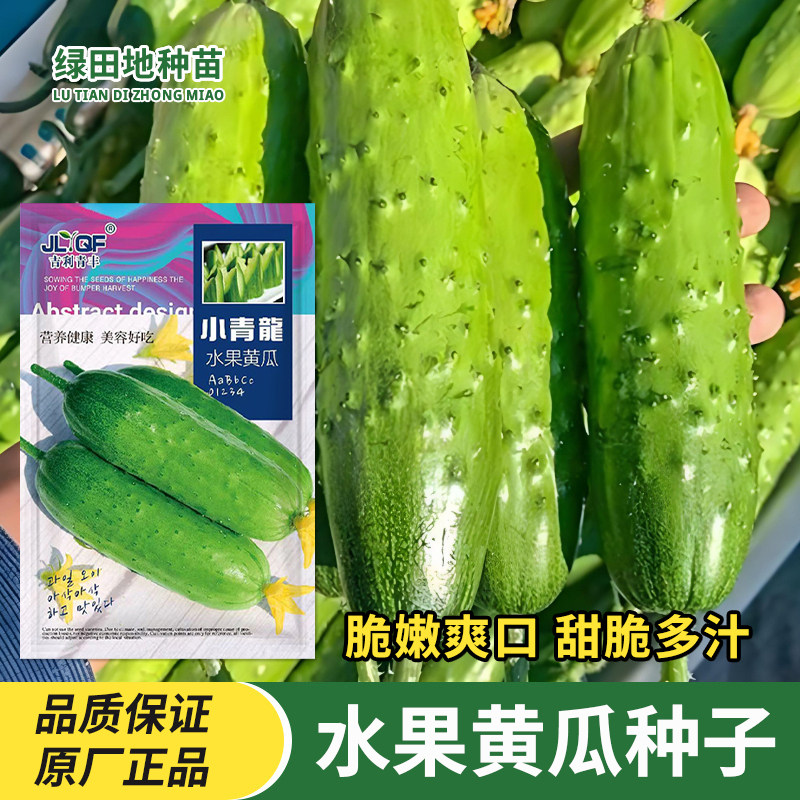 四季早熟水果黄瓜种子节节瓜高产小黄瓜地载阳台盆栽菜籽农家蔬菜