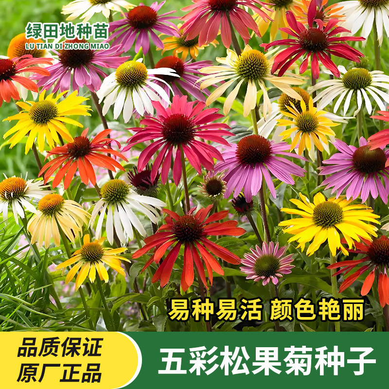 五彩松果菊种子观花种子