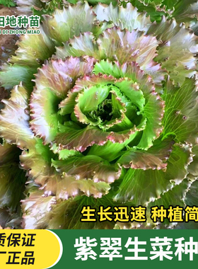 紫罗马紫翠生菜种子紫水晶生菜种子紫色生菜家庭特色四季蔬菜种子