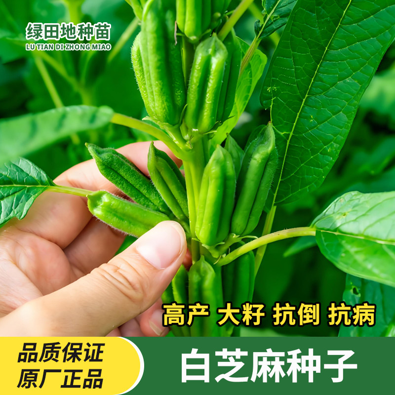 矮脚白芝麻种子高产农家杂粮种籽春季四季黑芝麻种孑早熟榨油高产