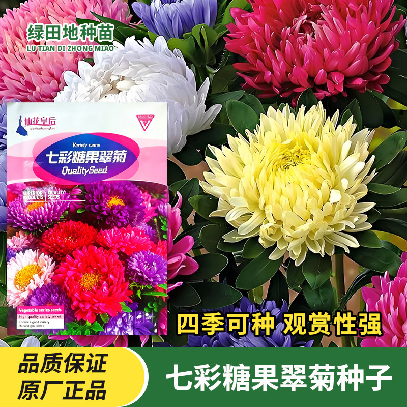 七彩糖果翠菊种子大菊花糖果菊四季地栽阳台盆栽观赏花海花卉种子