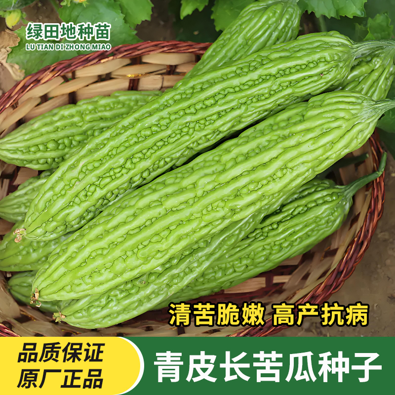 台湾青皮长苦瓜种子四季高产农科院大疙瘩绿苦瓜家庭田园蔬菜种子
