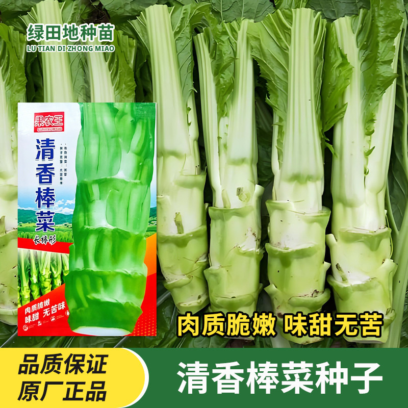 清香棒菜种子田园蔬菜种籽
