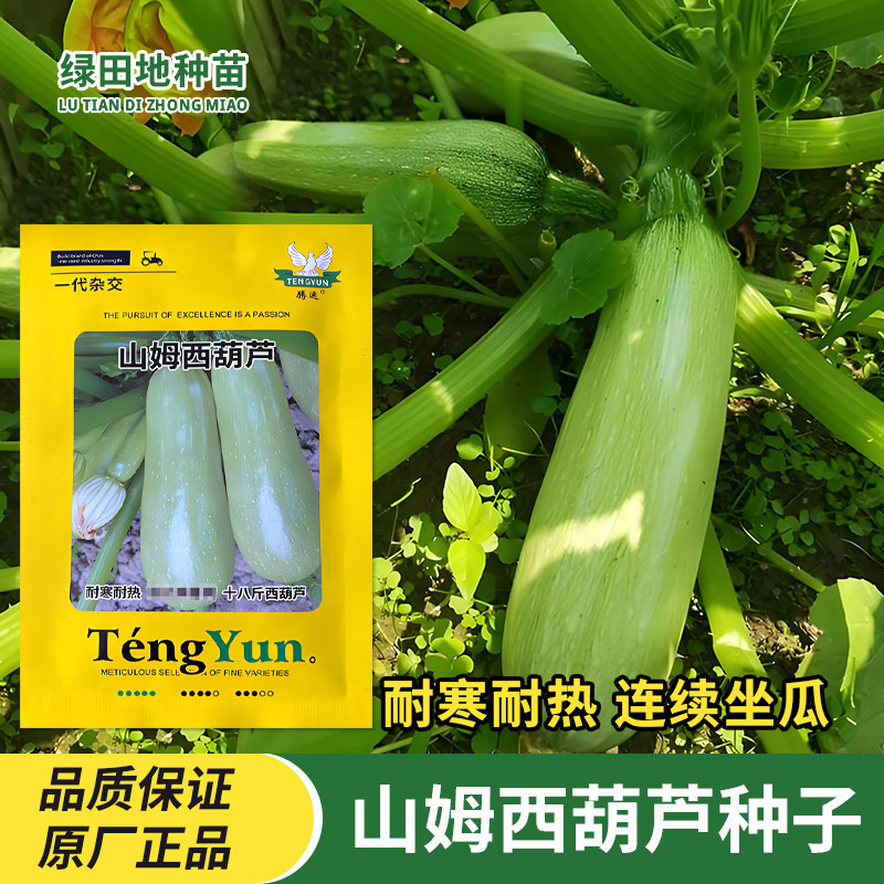 山姆西葫芦种子早熟高产