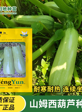 山姆西葫芦种子早熟高产