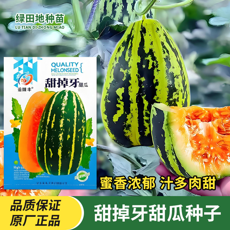 甜掉牙甜瓜种子香瓜籽