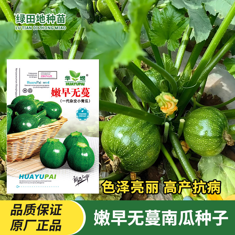 嫩早无蔓南瓜种子圆形西葫芦小青瓜嫩南瓜种籽高产瓜果蔬菜种孑子