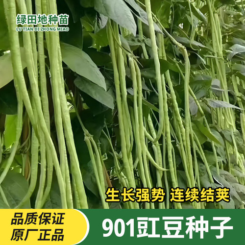 901豇豆种子压塌架豆角