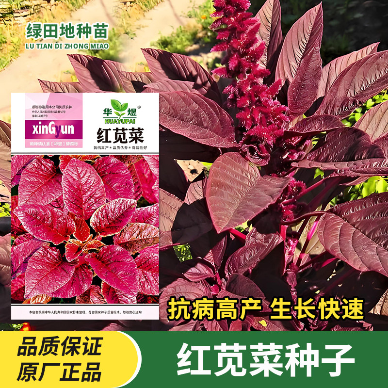 华煜红苋菜种子红汉菜