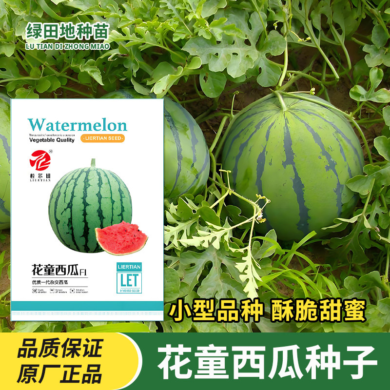 花童西瓜种子礼品小西瓜种籽