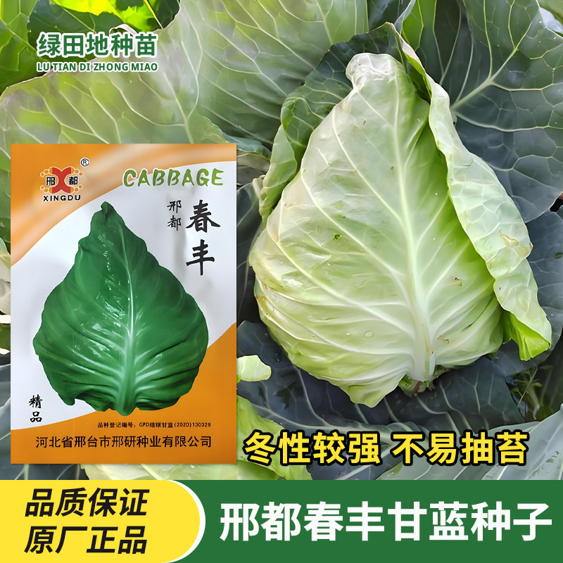 邢都春丰牛心甘蓝种子