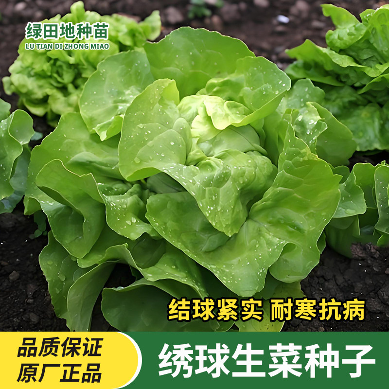绣球生菜种子奶油生菜种籽