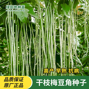 干枝梅长豆角种子豇豆种子早中熟四季爬藤春季秋季易种植蔬菜种子