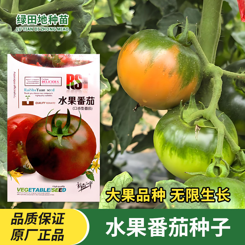 草莓水果番茄种子蔬菜种子