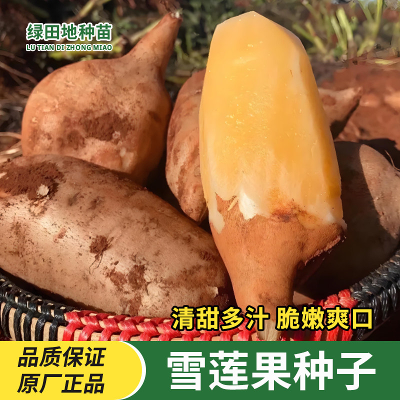 雪莲果种子黄心雪莲果种籽天山雪莲果庭院春季四季易种水果种子