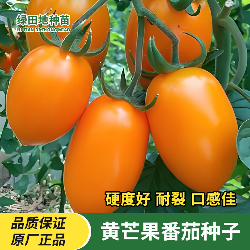 黄芒果蜜番茄种子牛奶黄番茄种子西红柿种子盆栽蔬菜瓜果水果种子