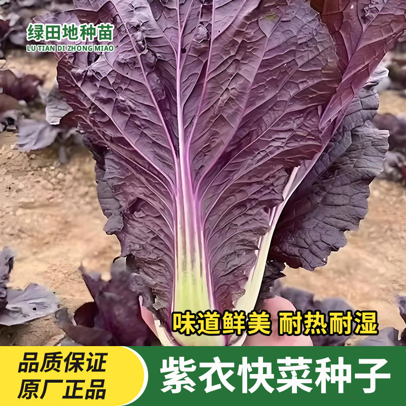 紫色快菜种子紫红色奶油小白菜