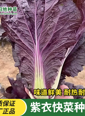紫色快菜种子紫红色奶油小白菜春夏秋四季播盆栽地栽家庭蔬菜种子