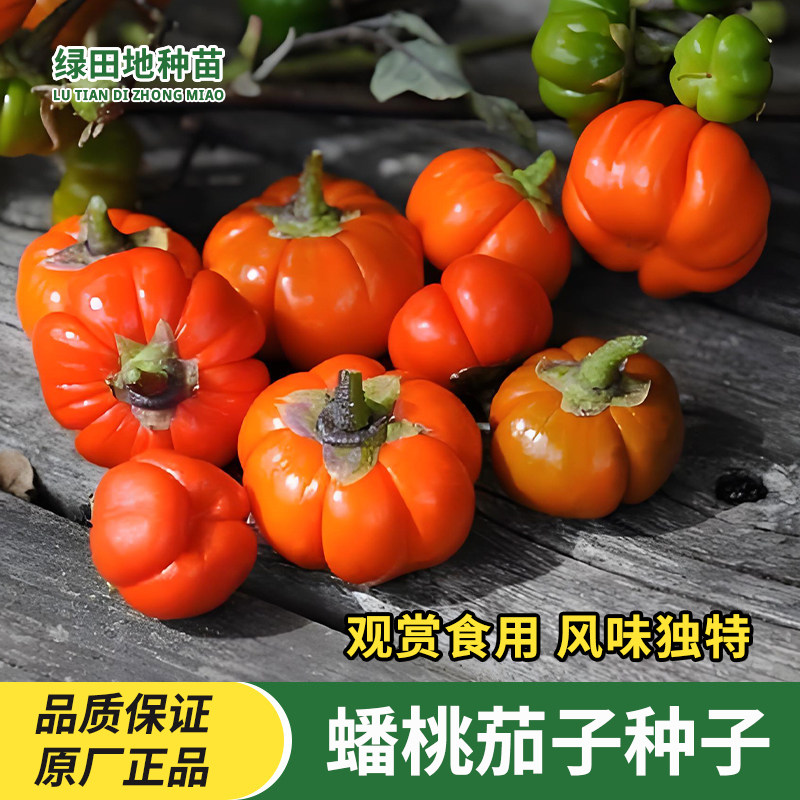 蟠桃茄子种子非洲红茄观赏食用庭院盆栽奇特瓜果种子四季蔬菜种子