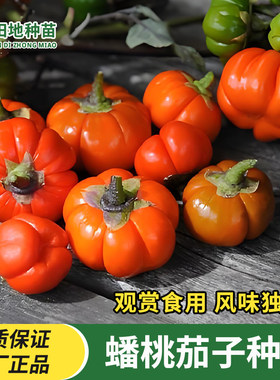 蟠桃茄子种子观赏食用