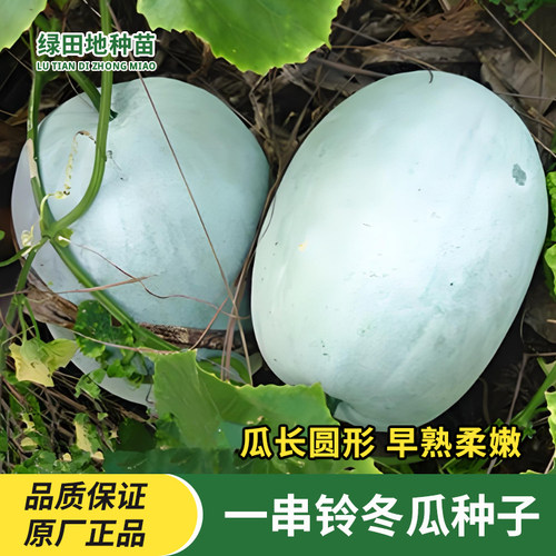 一串铃冬瓜种子迷你小冬瓜