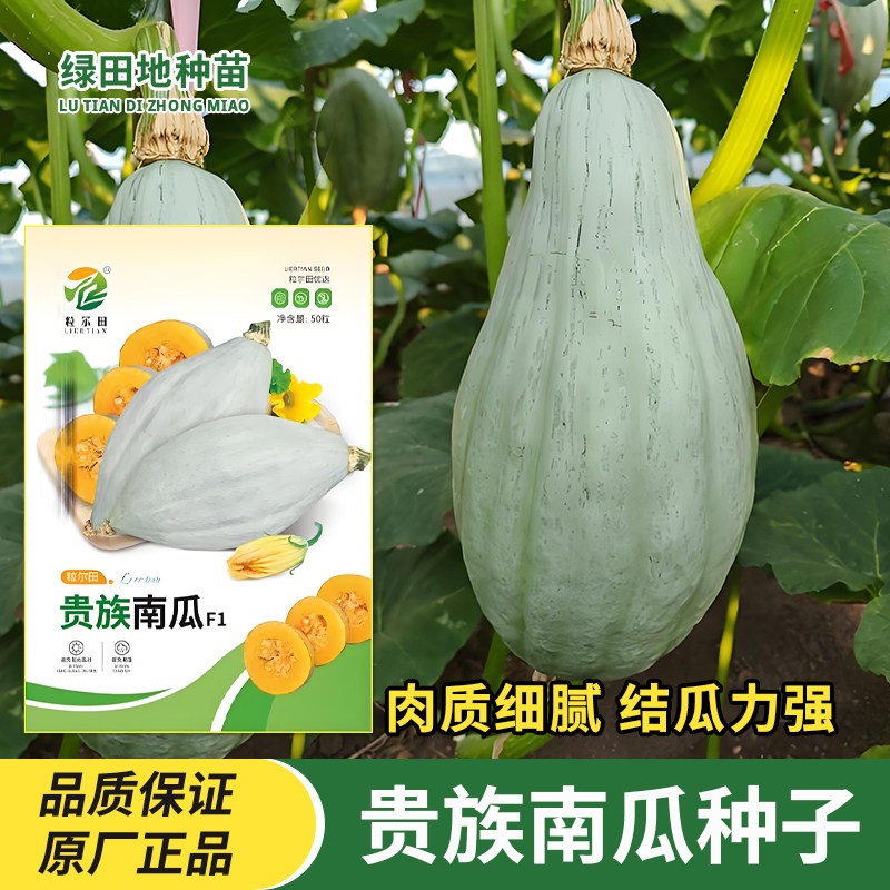 欣研贵族南瓜种子蔬菜种子