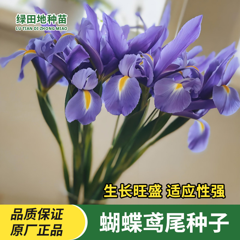 蝴蝶鸢尾种子花卉种子