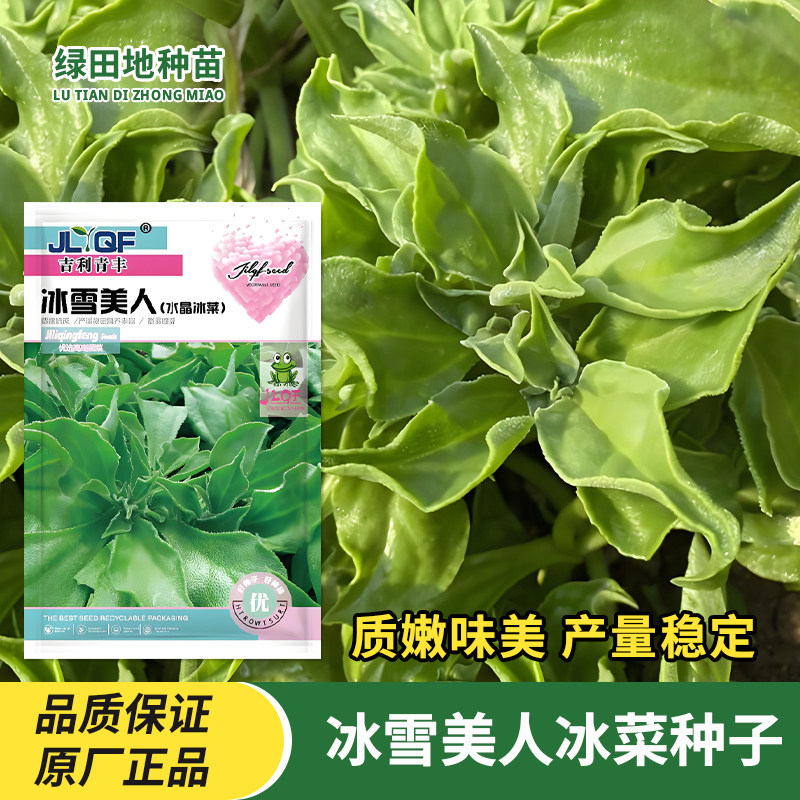冰雪美人水晶冰菜种子