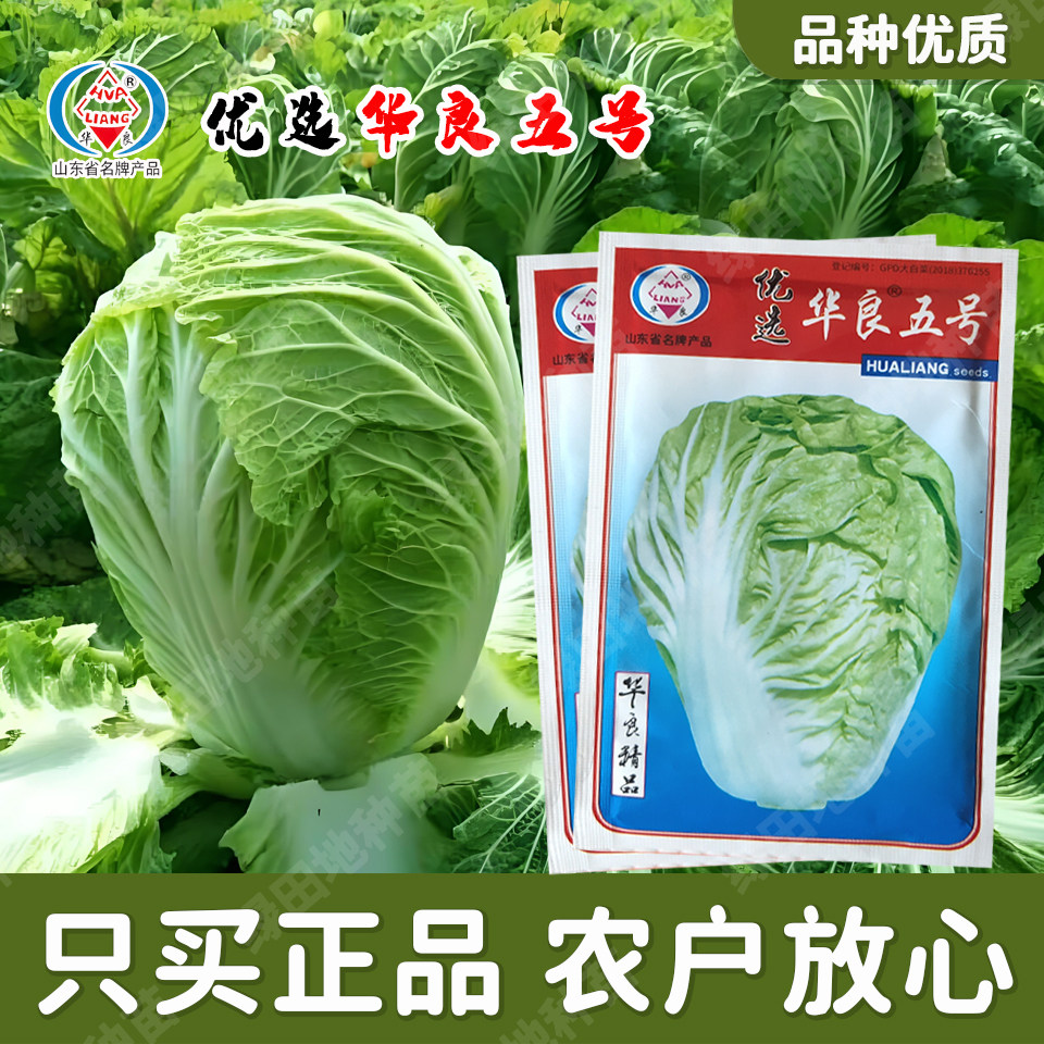华良5号大白菜种子金典优质快菜小白菜耐寒耐热耐湿夏季秋季秋播
