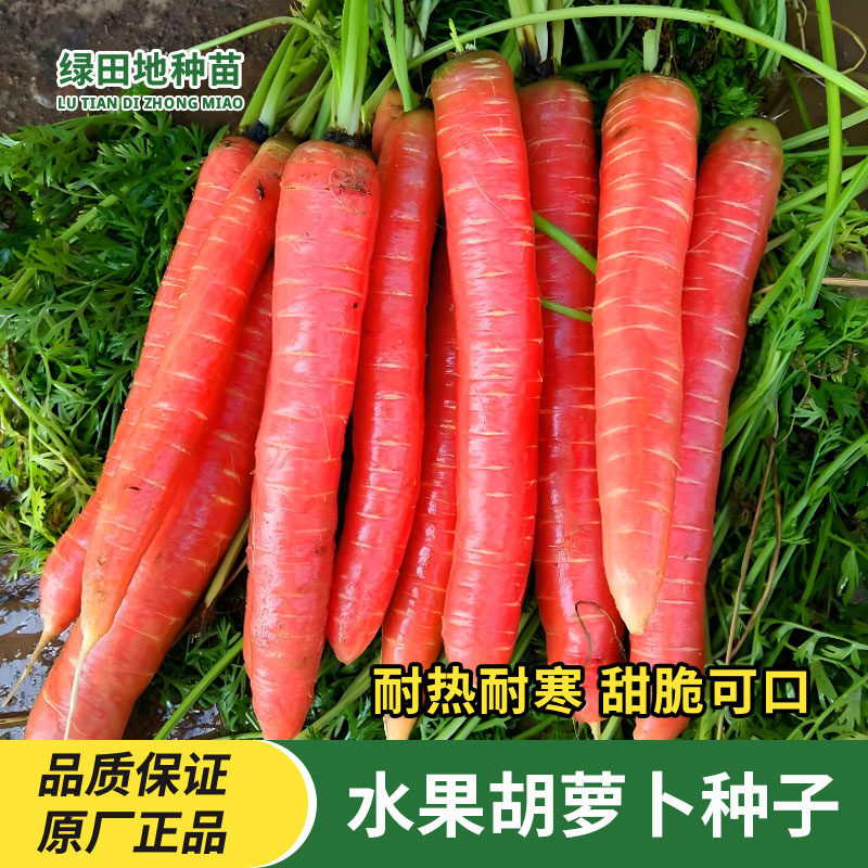 正宗水果胡萝卜种子蔬菜种子