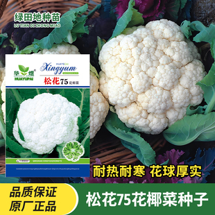 松花75花椰菜种子松花菜耐热耐湿抗旱花球雪白松白花菜蔬菜种子籽