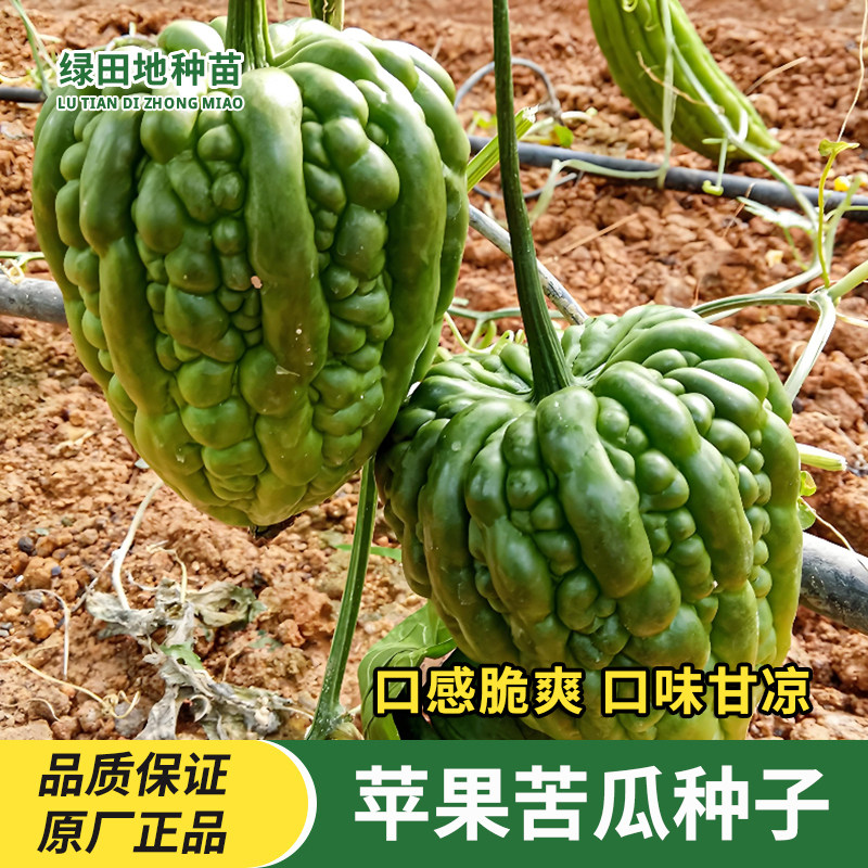 台湾苹果苦瓜种子绿苦瓜