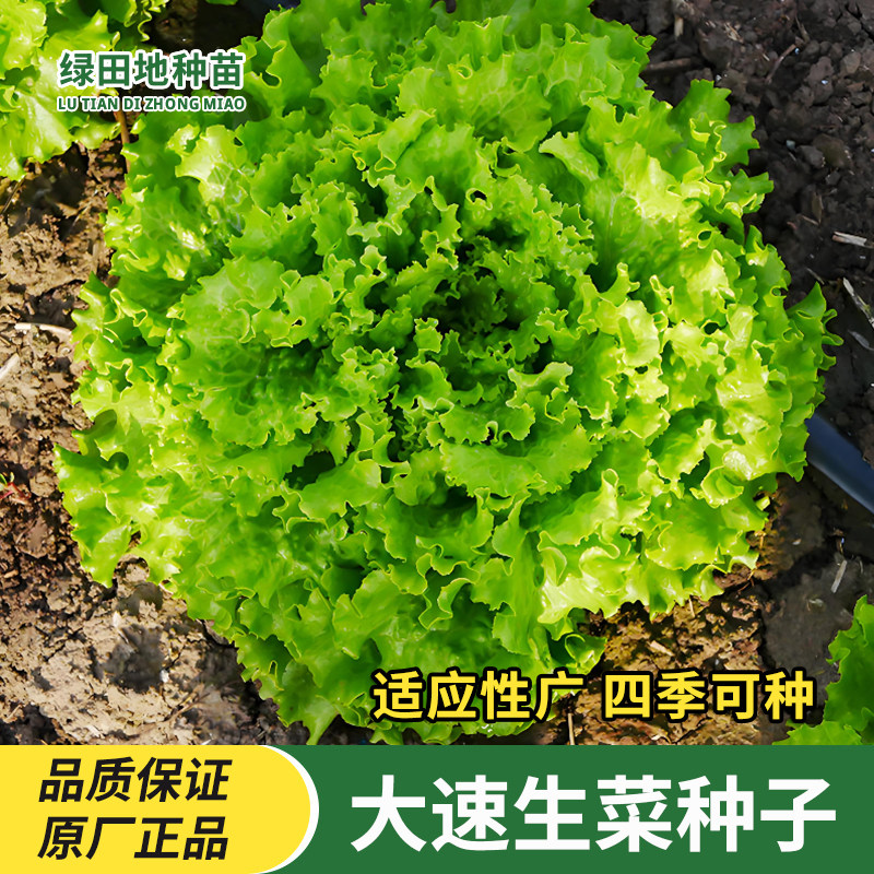 大速生菜种子四季盆栽阳台