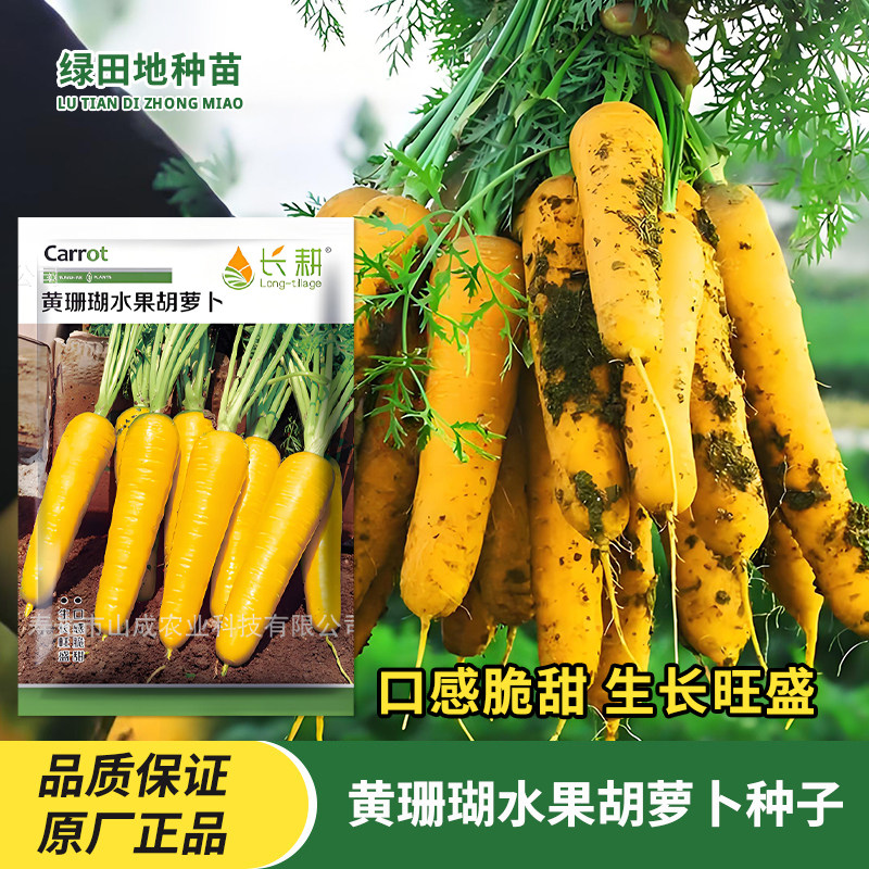 黄珊瑚水果胡萝卜种子